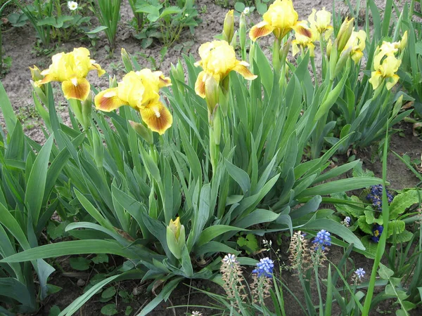 庭のカラフルな虹彩、多年生の庭。ガーデニング。ひげそり虹彩ウクライナの庭で黄色の虹彩のグループ. — ストック写真