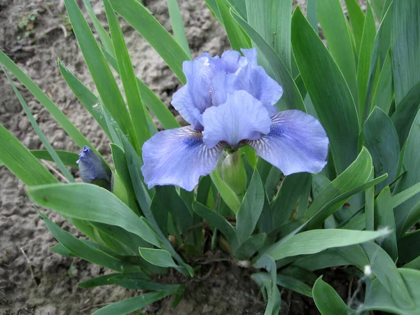 Färgglada iris i trädgården, perenn trädgård. Trädgårdsarbete. Skägg iris Grupp av blå iris i den ukrainska trädgården. — Stockfoto