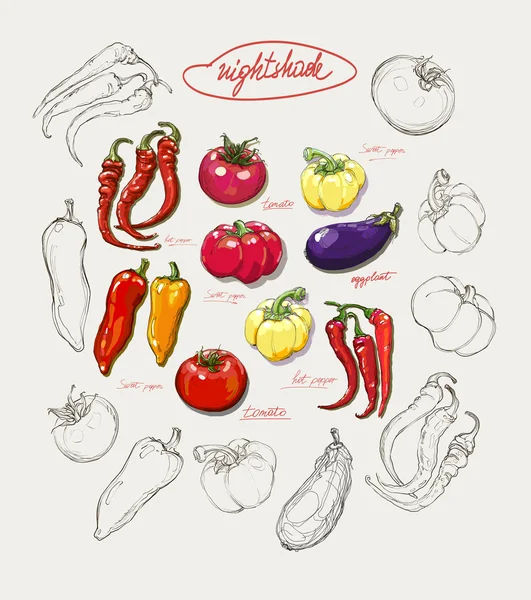 Realistische vector hand tekening set van groenten — Stockvector