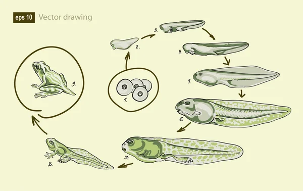 Ilustração vetorial do ciclo de vida da rã — Vetor de Stock