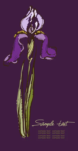 Mão irises desenho em um fundo roxo . —  Vetores de Stock