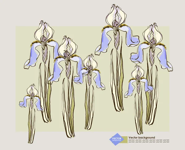Vektör Arka Plan Üzerinde Dekoratif Iris Çiçeği Ile Kart Tasarımı — Stok Vektör