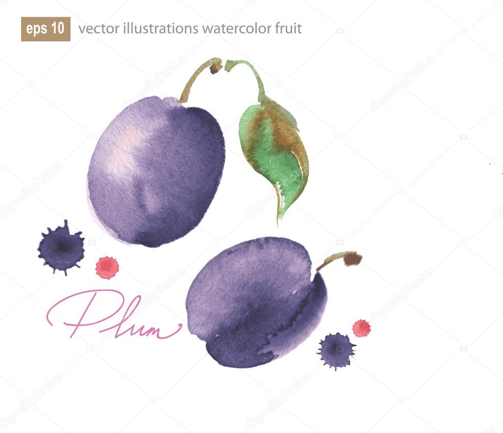 Vector illustration of purple plum with leaf.