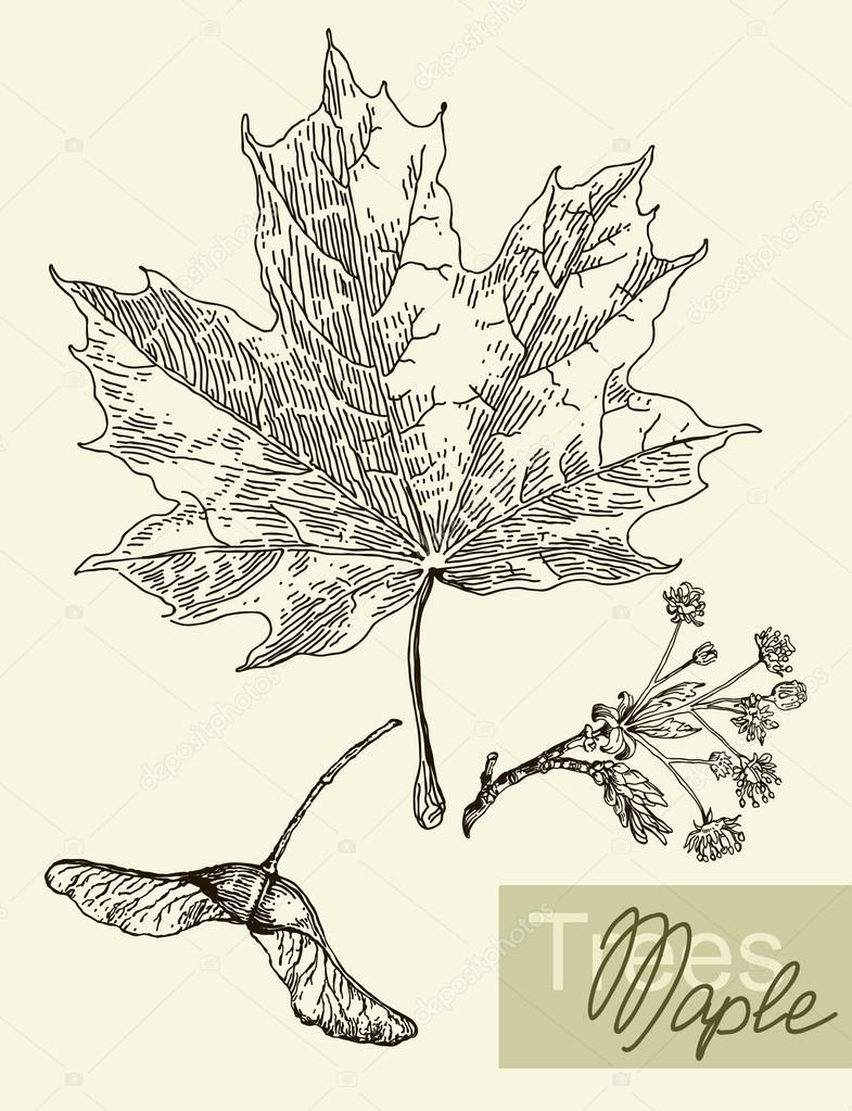 Vector leaves, flowers and fruits of the maple.