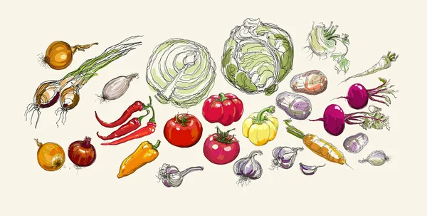 Realistyczne wektor strony rysunku zestaw warzyw — Wektor stockowy