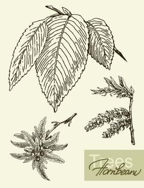 Vector image of leaves, flowers and fruits of hornbeam. clipart