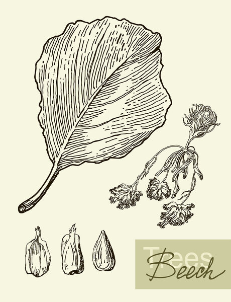 Vector image of leaves, flowers and fruits of beech.