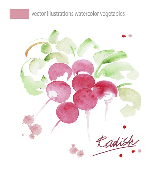 Radish with leaf. Hand drawn watercolor painting. Vector illustration — Stock Vector