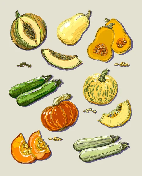 Handgezeichnete Illustration von Kürbis und Zucchini. — Stockvektor