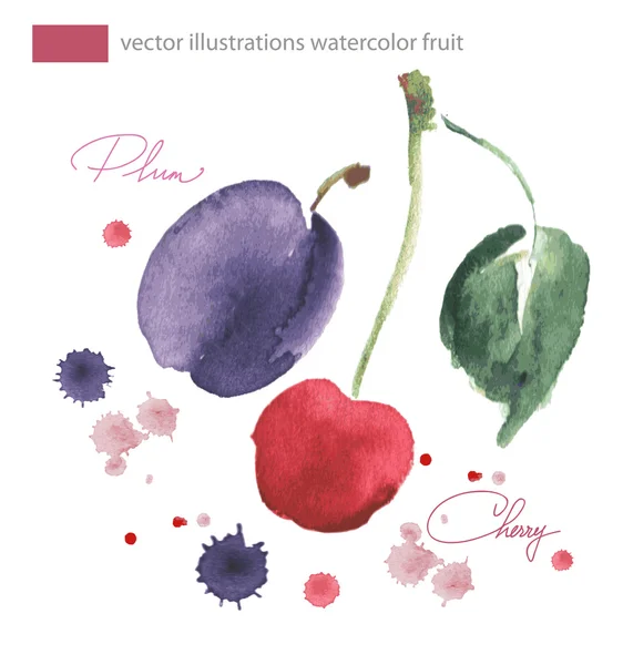 Vector akvarell bild cherrie och plu med färgstänk — Stock vektor