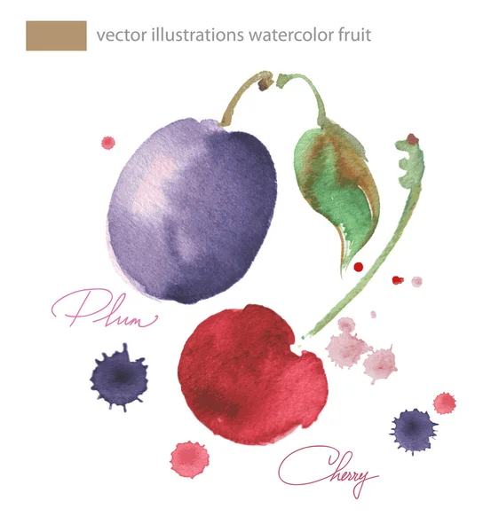 Vector watercolor image cherrie and plu  with splashes — Stock Vector