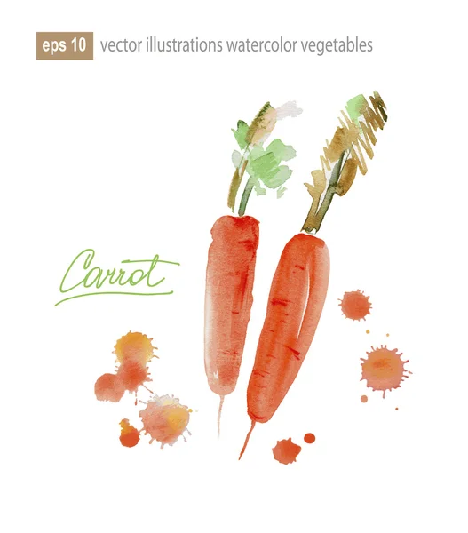 Zanahoria, acuarela pintura sobre fondo blanco — Vector de stock