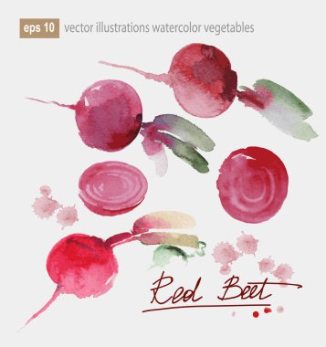 kırmızı pancar illüstrasyon vektör, suluboya ayarla