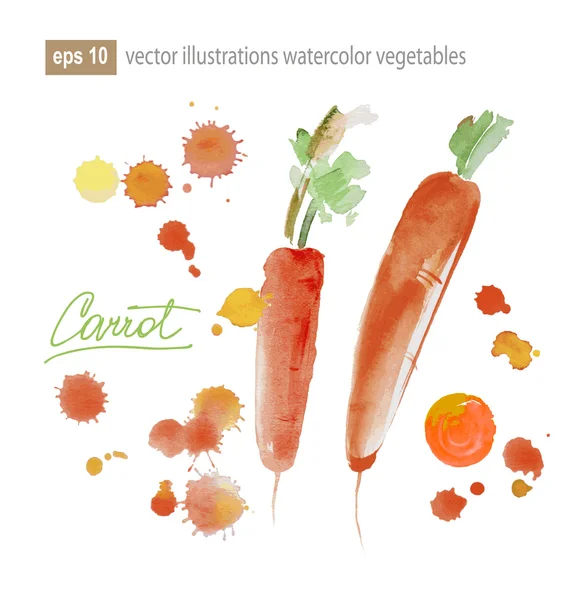 胡萝卜,白色背景的水彩画 — 图库矢量图片