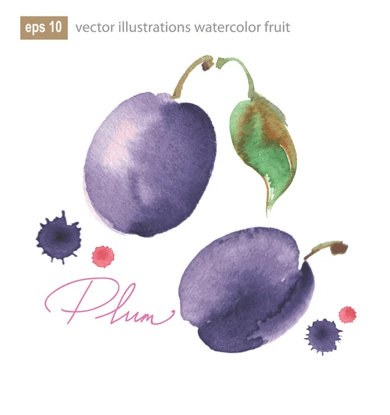 Vector illustration of purple plum with leaf. — Stock Vector