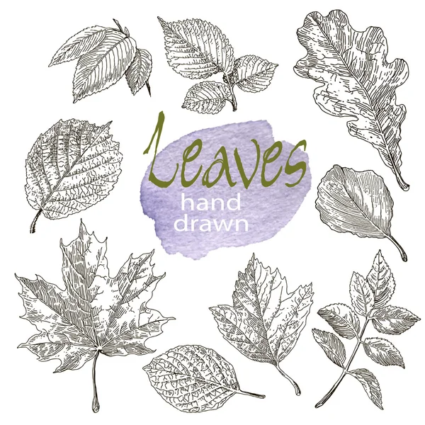 Collection of highly detailed hand drawn leaves isolated on white background — Stock Vector