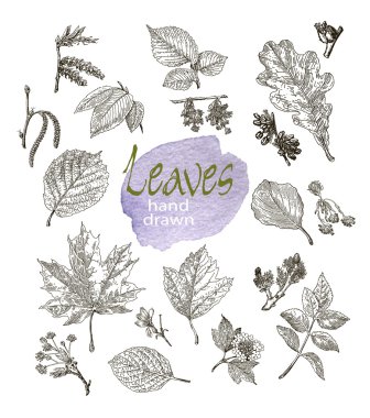 Collection of highly detailed hand drawn leaves and inflorescence  isolated on white background clipart