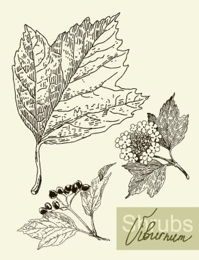 Vektör yaprak, çiçek ve meyve kartopu.