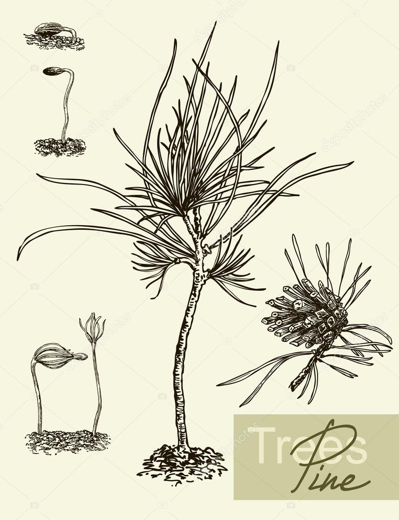 Vector leaves, flowers and fruits of the pine.