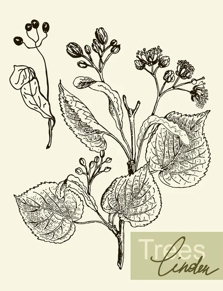 Hojas vectoriales, flores y frutos del tilo . — Archivo Imágenes Vectoriales