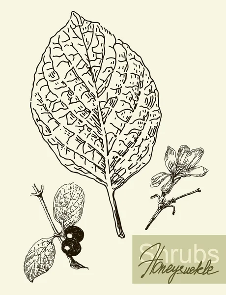Vektorové listy, květy a plody zimolez. — Stockový vektor