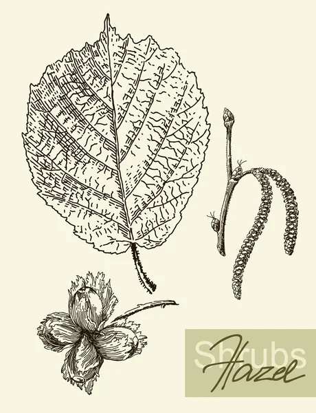 Hojas vectoriales, flores y frutos del avellano . — Archivo Imágenes Vectoriales