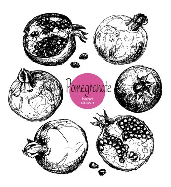 Vektör çizim stilize bir nar. Kalem ve mürekkep çizim.