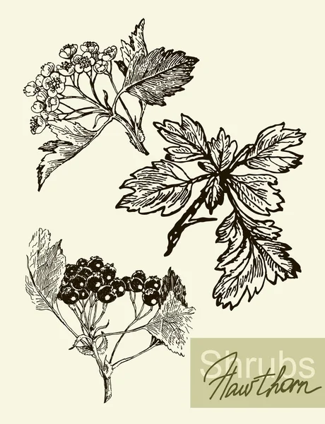 Hojas vectoriales, flores y frutos del viburno . — Vector de stock