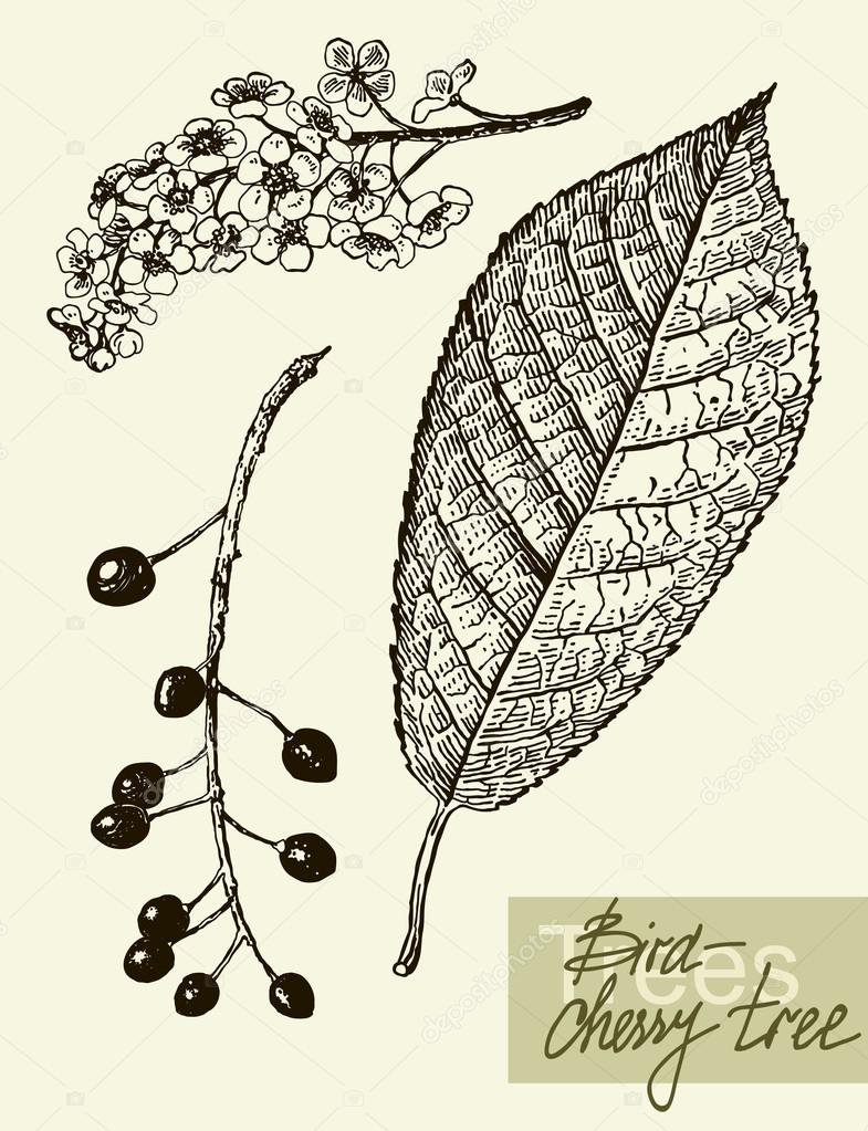 Vector leaves, flowers and fruits of the viburnum.