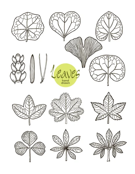 Vector collection of varieties of leaf shape. — Stock Vector