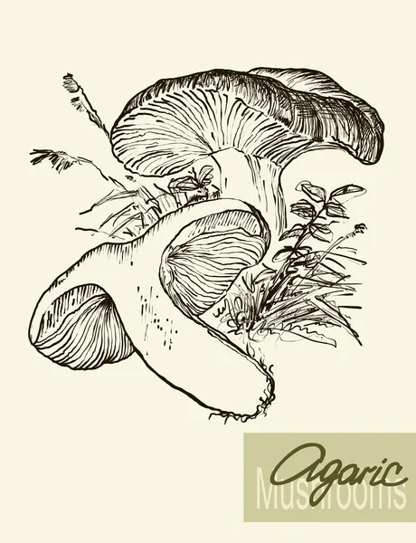 Verzameling van lineaire tekening paddestoelen, vintage vectorillustratie — Stockvector