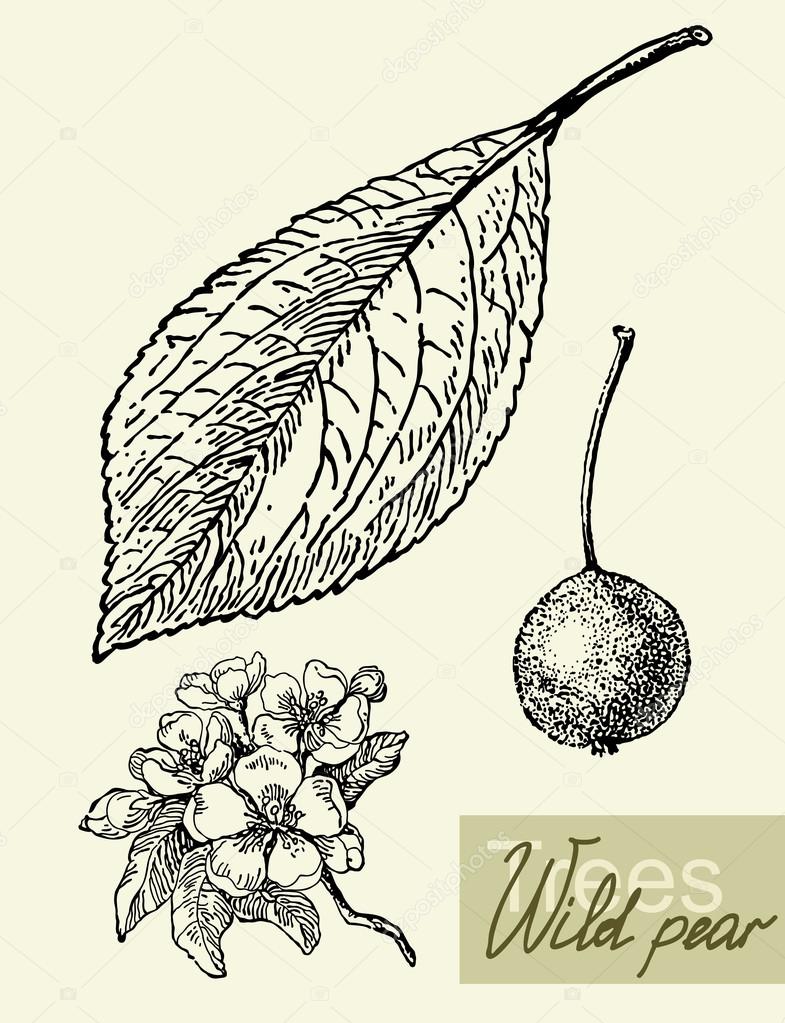 Vector leaves, flowers and fruits of the wild pear.
