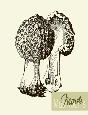 Set of linear drawing mushrooms, vintage vector illustration. Morel mushrooms clipart