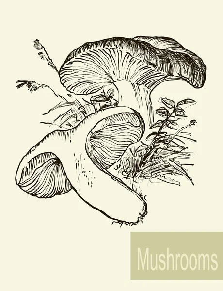 Set of linear drawing mushrooms, vintage vector illustration. Spongy mushrooms — Stock Vector
