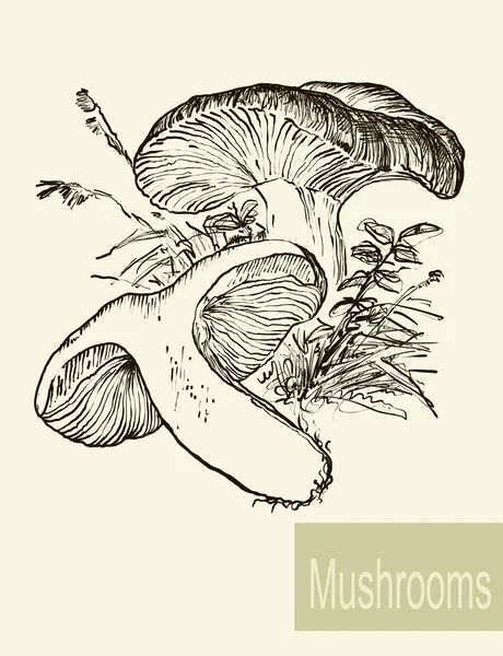 Verzameling van lineaire tekening paddestoelen, vintage vectorillustratie. Sponsachtige paddestoelen — Stockvector