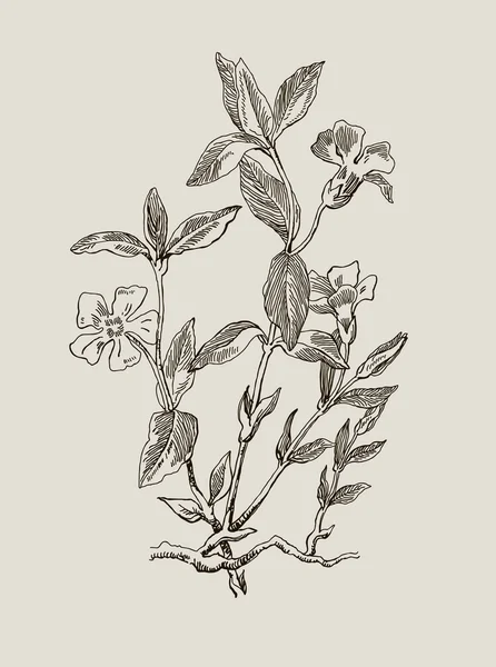 Periwinkle oder vinca minor, gravierte Illustration. Image für Ihr Design. — Stockvektor