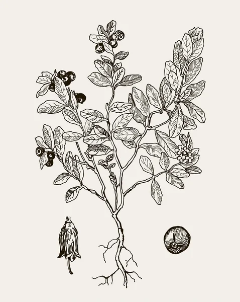Ilustración botánica más realista arándanos. Ilustración gráfica para su diseño. Ilustración grabada vintage . — Archivo Imágenes Vectoriales