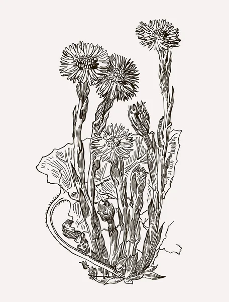 Vector images of medicinal plants. Detailed botanical illustration for your design.  Coltsfoot. — Stock Vector