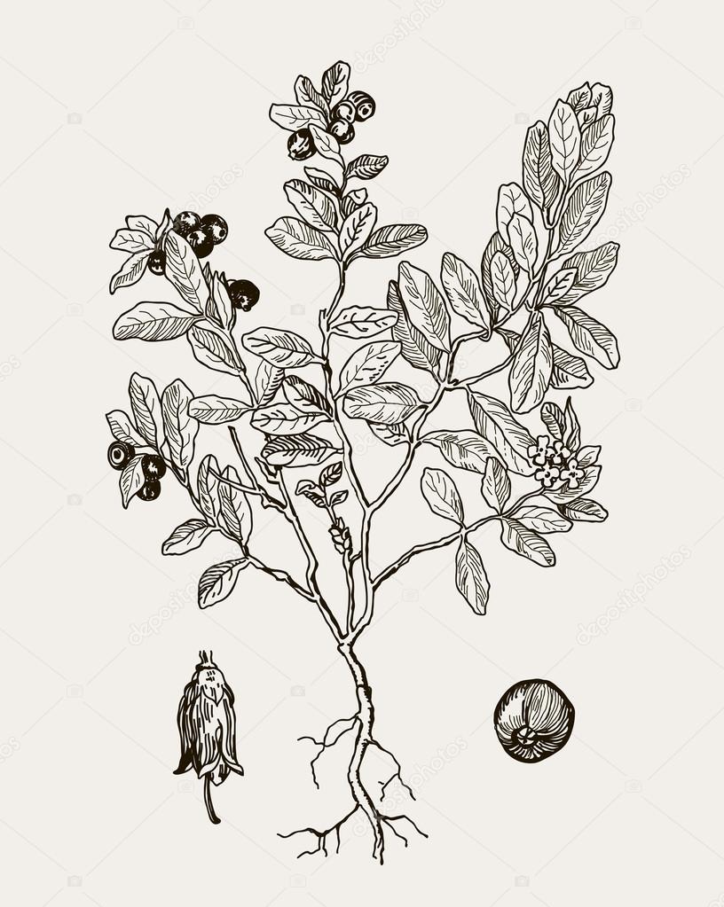 More realistic botanical illustration cranberries. Graphic illustration for your design.  Vintage engraved illustration. 