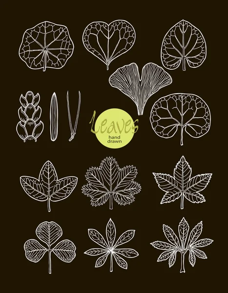 Vector collection of varieties of leaf shape. — Stock Vector