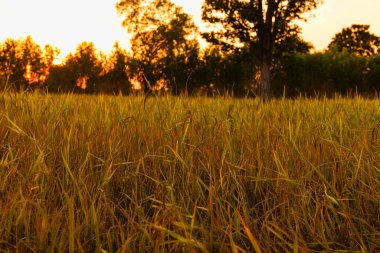 Altın pirinç tarlasının yakın plan fotoğrafı.
