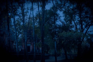 Gizemli orman gizemli atmosfer paranormal, başka bir dünya sisli ormanda bir yabancı korkunç karanlık park arka planı duvar kağıtları için.