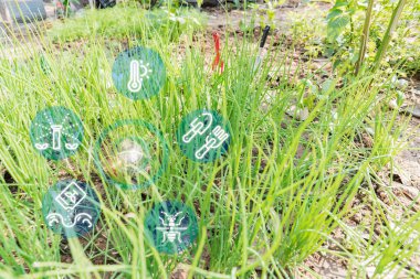 Innovative technology for smart farm system, agricultural management, smart phone, mobile with smart technology concept, internet of things, crop control and detection.