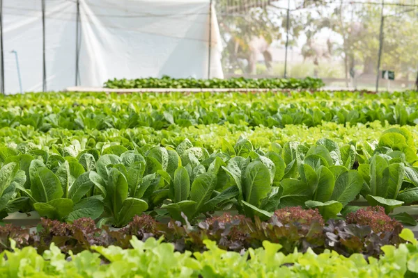 Sabahları hidrofonik bahçe görüntüsü. Fotokopi alanı ile sağlıklı gıda arka planı..
