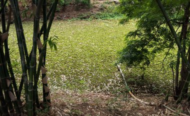 Su yosunları kanal suyunda yetişir..