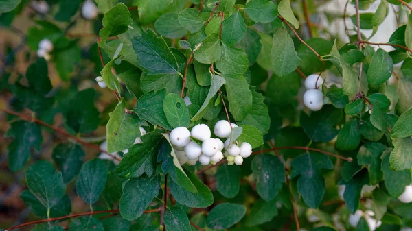 Kar Çileğinin Symphoricarpos Kar Beyazı Meyveleri Sonbaharda Çalıların Üzerinde — Stok fotoğraf