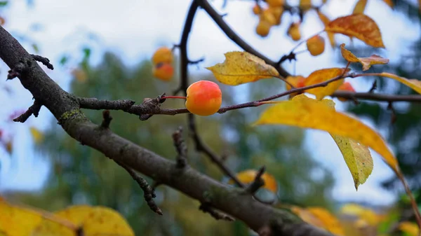 Frutti Succosi Lucenti Mele Paradiso Autunno Alberi — Foto Stock