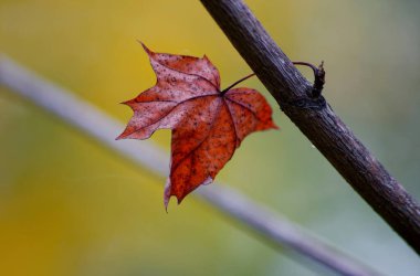 Sarı bir arkaplanda sonbahar yaprağı