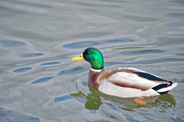 Güzel ördek gölette yüzüyor