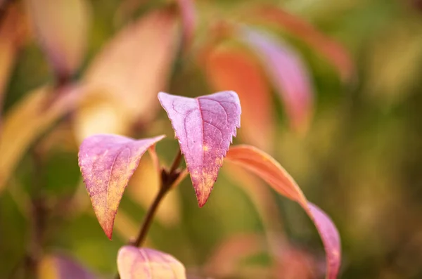 textural beautiful leaves of ornamental shrubs